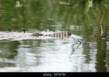 Rattus norvegicus rat commun la natation dans la rivière Avon Hampshire Hampshire England UK Écoutilles Ringwood Banque D'Images