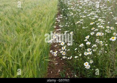 Oxeye Daisy fleurs dans un champ arable marge le long du bord d'un champ d'orge dans les Cotswolds. L'Angleterre Banque D'Images