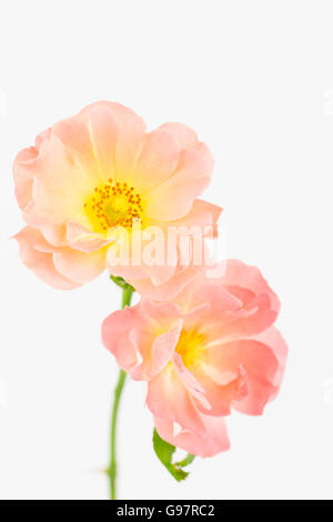 Close up of soft peach pink roses du jardin avec centre jaune et l'arrière-plan blanc. Banque D'Images