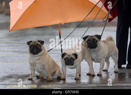 Les jeunes Jack, Jill et Jason arrivent sous la pluie au NEC de Birmingham, le mardi 7 mars 2006, avec leur propriétaire Amanda Ellis de Spalding, Lincolnshire, pour se préparer au spectacle des chiens Crufts de cette semaine.APPUYEZ SUR ASSOCIATION photo.Le crédit photo devrait se lire: David Jones/PA. Banque D'Images