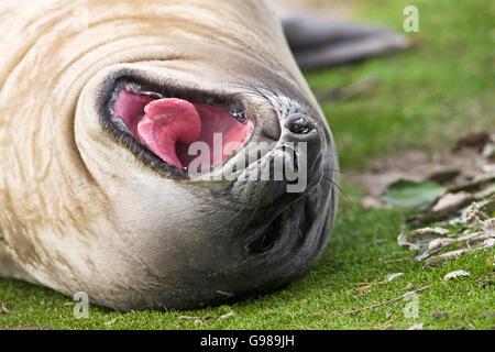 Le sud de l'éléphant de mer Mirounga leonina bâillement jeunes Sea Lion Island Iles Falkland Banque D'Images