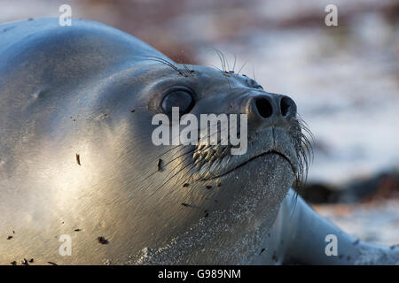 Le sud de l'éléphant de mer Mirounga leonina jeunes close-up l'île de Sea Lion Banque D'Images