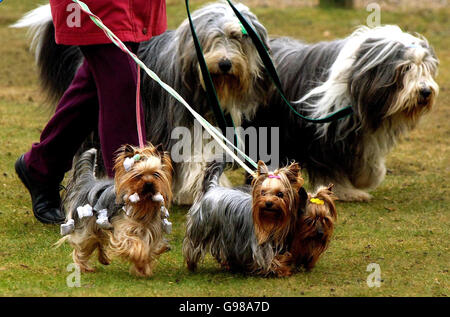 Yorkshire Terriers arrivant pour le spectacle canin annuel Crufts au National Exhibition Centre, Birmingham, Thrusday Mars 9 2006. Plus de 24,000 chiens de 32 pays se rassemblent pour l'événement, qui en est à sa 115e année et devrait attirer des dizaines de milliers de visiteurs sur quatre jours de compétition, culminant avec le prestigieux concours Best in Show. Voir PA Story ANIMAUX Crufts. APPUYEZ SUR ASSOCIATION photo. Le crédit photo devrait se lire: Rui Vieira/PA Banque D'Images