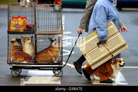 Crufts 2006 Banque D'Images