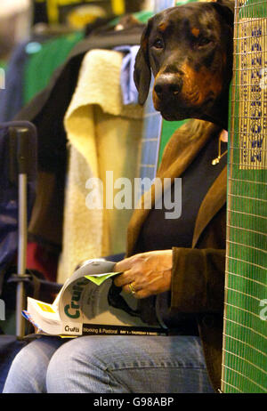 Doberman et propriétaire du spectacle canin annuel Crufts au National Exhibition Centre, Birmingham, jeudi 9 2006 mars.Plus de 24,000 chiens de 32 pays se rassemblent pour l'événement, qui en est à sa 115e année et devrait attirer des dizaines de milliers de visiteurs sur quatre jours de compétition, culminant avec le prestigieux concours Best in Show.Voir PA Story ANIMAUX Crufts.APPUYEZ SUR ASSOCIATION photo.Le crédit photo devrait se lire: Rui Vieira/PA Banque D'Images