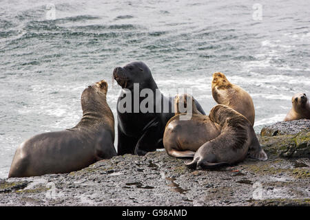 Lion de mer du Sud Otaria flavescens mâle avec les femelles à terre plus sombres des îles Falkland Island Banque D'Images