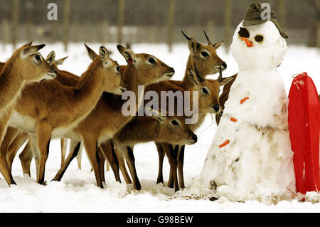 Le cerf de Virginie est confronté à un bonhomme de neige construit par le personnel du parc safari Blair Drummond près de Stirling, le lundi 13 mars 2006, alors que l'hiver revient dans de grandes parties du pays. Voir PA Story MÉTÉO neige. APPUYEZ SUR ASSOCIATION photo. Le crédit photo devrait se lire comme suit : Andrew Milligan/PA. Banque D'Images