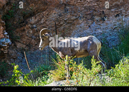 Le mouflon d'Ovis canadensis sur le côté de la grande montagne de la vallée de la rivière Thompson près de Estes Park, Colorado USA Juin 2015 Banque D'Images