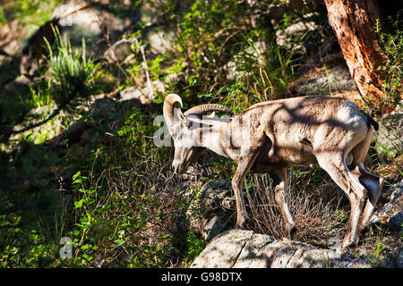 Le mouflon d'Ovis canadensis sur le côté de la grande montagne de la vallée de la rivière Thompson près de Estes Park, Colorado USA Juin 2015 Banque D'Images