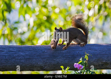 Écureuil roux (Tamiasciurus hudsonicus avec signal champignons Mountain Grand Teton National Park Wyoming USA Juin 2015 Banque D'Images