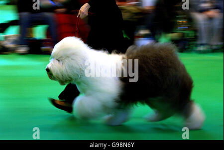 Un vieux chien de berger anglais, lors du jugement au NEC à Birmingham, le jeudi 9 mars 2006 pour le 103e spectacle Crufts. Plus de 24,000 chiens de 32 pays se rassemblent aujourd'hui au National Exhibition Centre pour le début du spectacle annuel Crufts. L'événement, qui en est à sa 115e année, devrait attirer des dizaines de milliers de visiteurs sur le site de Birmingham pendant quatre jours de compétition qui a culminé avec le prestigieux concours Best in Show. Voir PA Story ANIMAUX Crufts. APPUYEZ SUR ASSOCIATION photo. Le crédit photo devrait se lire: Rui Vieira/PA. Banque D'Images