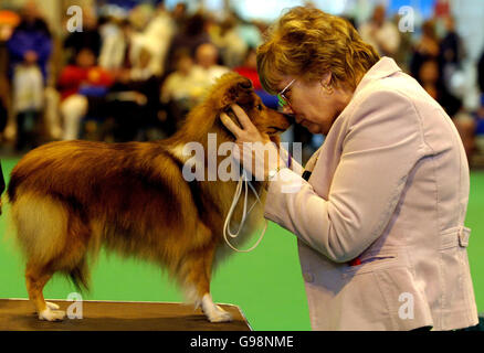 Un juge jette un œil sur un chien de berger Shetland au Centre d'exposition national de Birmingham, le jeudi 9 mars 2006, pendant le 103e spectacle Crufts. Plus de 24,000 chiens de 32 pays se rassemblent au NEC pour le début de l'exposition annuelle des chiens. L'événement, qui en est à sa 115e année, devrait attirer des dizaines de milliers de visiteurs sur le site de Birmingham pendant quatre jours de compétition qui a culminé avec le prestigieux concours Best in Show. Voir PA Story ANIMAUX Crufts. APPUYEZ SUR ASSOCIATION photo. Le crédit photo devrait se lire: Rui Vieira/PA. Banque D'Images