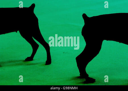 Deux Dobermans lors du jugement au National Exhibition Centre de Birmingham, le jeudi 9 mars 2006, lors du 103e spectacle Crufts. Plus de 24,000 chiens de 32 pays se rassemblent au NEC pour le début de l'exposition annuelle des chiens. L'événement, qui en est à sa 115e année, devrait attirer des dizaines de milliers de visiteurs sur le site de Birmingham pendant quatre jours de compétition qui a culminé avec le prestigieux concours Best in Show. Voir PA Story ANIMAUX Crufts. APPUYEZ SUR ASSOCIATION photo. Le crédit photo devrait se lire: Rui Vieira/PA. Banque D'Images