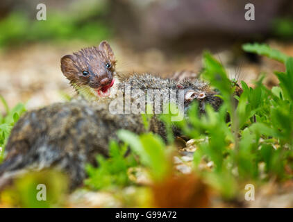 Hermine (Mustela erminea) Banque D'Images