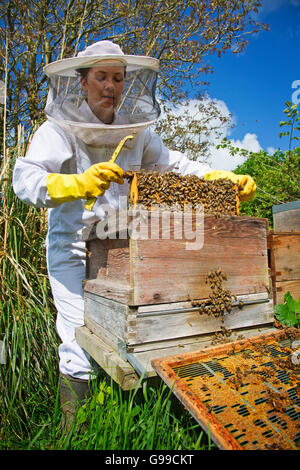 Apiculture Banque D'Images