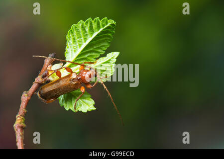 Border-écorce longhorn scarabée Phymatodes testaceus adulte Banque D'Images