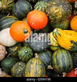 Un tas de citrouilles Banque D'Images