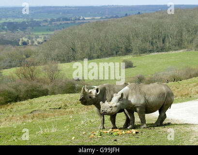 Deux rhinocéros noirs, Manyara (à gauche) Zambèze (à droite), sont libérés dans une partie du marais Romney à Kent, le mardi 4 avril 2006, dans le cadre d'une nouvelle expérience de safari au parc animalier de Port Lympne. Voir PA Story ANIMAUX Rhino. APPUYEZ SUR ASSOCIATION photo. Le crédit photo devrait se lire comme suit : Gareth Fuller/PA. Banque D'Images