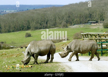 ANIMAUX Rhino Banque D'Images