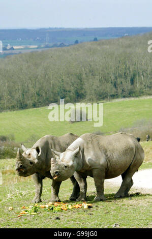 ANIMAUX Rhino Banque D'Images