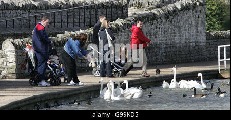 Les membres du public nourrissent les cygnes sur la Tamise à Windsor, le samedi 8 avril 2006. Les autorités ont déclaré aujourd'hui qu'elles se vantaient d'un déluge d'appels de la part du public signalant des oiseaux morts après qu'un cygne ait été testé positif pour la souche mortelle H5N1 de la grippe aviaire en Écosse. L'exécutif écossais a déclaré que les autorités avaient ramassé des oiseaux morts sur 22 sites dans la zone entourant le cas initial, et huit autres rapports devaient être vérifiés aujourd'hui. Voir l'histoire de l'AP SANTÉ BirdFlu. Banque D'Images