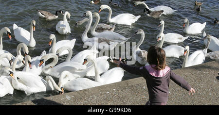 Une fille nourrit les cygnes sur la Tamise à Windsor, le samedi 8 avril 2006. Les autorités ont déclaré aujourd'hui qu'elles se vantaient d'un déluge d'appels de la part du public signalant des oiseaux morts après qu'un cygne ait été testé positif pour la souche mortelle H5N1 de la grippe aviaire en Écosse. L'exécutif écossais a déclaré que les autorités avaient ramassé des oiseaux morts sur 22 sites dans la zone entourant le cas initial, et huit autres rapports devaient être vérifiés aujourd'hui. Voir l'histoire de l'AP SANTÉ BirdFlu. Banque D'Images