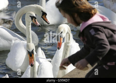 Une fille nourrit les cygnes sur la Tamise à Windsor, le samedi 8 avril 2006. Les autorités ont déclaré aujourd'hui qu'elles se vantaient d'un déluge d'appels de la part du public signalant des oiseaux morts après qu'un cygne ait été testé positif pour la souche mortelle H5N1 de la grippe aviaire en Écosse. L'exécutif écossais a déclaré que les autorités avaient ramassé des oiseaux morts sur 22 sites dans la zone entourant le cas initial, et huit autres rapports devaient être vérifiés aujourd'hui. Voir l'histoire de l'AP SANTÉ BirdFlu. Banque D'Images