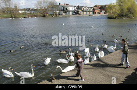 Les enfants nourrissent les cygnes sur la Tamise à Windsor, le samedi 8 avril 2006. Les autorités ont déclaré aujourd'hui qu'elles se vantaient d'un déluge d'appels de la part du public signalant des oiseaux morts après qu'un cygne ait été testé positif pour la souche mortelle H5N1 de la grippe aviaire en Écosse. L'exécutif écossais a déclaré que les autorités avaient ramassé des oiseaux morts sur 22 sites dans la zone entourant le cas initial, et huit autres rapports devaient être vérifiés aujourd'hui. Voir l'histoire de l'AP SANTÉ BirdFlu. Banque D'Images