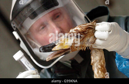 Le mangeur du centre Douglas Gray inspecte un cygne mort au Service vétérinaire du sac à Aberdeen, le samedi 8 avril 2006, avant d'envoyer des échantillons aux scientifiques du gouvernement au laboratoire de Weybridge à Surrey pour être testé pour la souche mortelle H5N1 du virus de la grippe aviaire. L'Écosse est devenue la première ligne du Royaume-Uni dans la lutte contre la grippe aviaire après qu'un cygne secret indigène a découvert il y a plus d'une semaine sur un dérapage portuaire dans le village côtier de Cellardyke s'est avéré être infecté par la souche H5N1. Voir l'histoire de l'AP SANTÉ BirdFlu. Banque D'Images