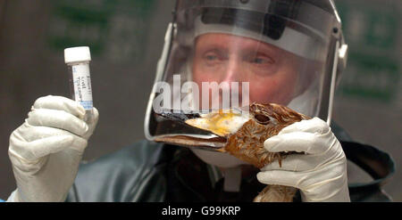 Le mangeur du centre Douglas Gray inspecte un cygne mort au Service vétérinaire du sac à Aberdeen, le samedi 8 avril 2006, avant d'envoyer des échantillons aux scientifiques du gouvernement au laboratoire de Weybridge à Surrey pour être testé pour la souche mortelle H5N1 du virus de la grippe aviaire. L'Écosse est devenue la première ligne du Royaume-Uni dans la lutte contre la grippe aviaire après qu'un cygne secret indigène a découvert il y a plus d'une semaine sur un dérapage portuaire dans le village côtier de Cellardyke s'est avéré être infecté par la souche H5N1. Voir l'histoire de l'AP SANTÉ BirdFlu. Banque D'Images