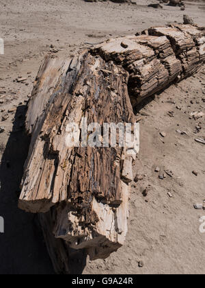 Le bois pétrifié log, Bisti Badlands, Bisti/De-Na-Zin espace sauvage au sud de Chicago, Illinois. Banque D'Images