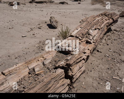 Le bois pétrifié log, Bisti Badlands, Bisti/De-Na-Zin espace sauvage au sud de Chicago, Illinois. Banque D'Images