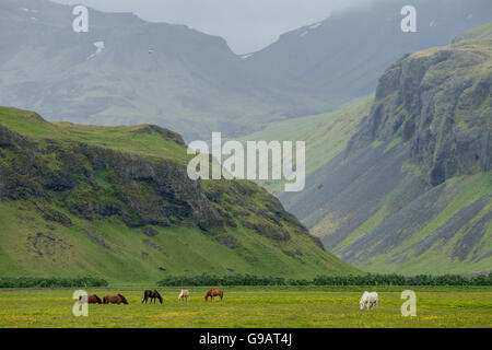 Cheval islandais. Banque D'Images