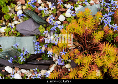 Close up detail d'une auge alpine garden. Banque D'Images