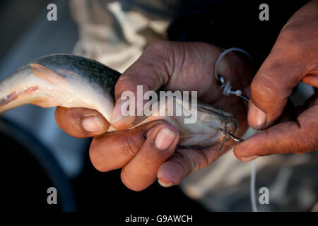 Un pêcheur attache un crochet à un poisson-chat à utiliser comme appât lors de la pêche en Thaïlande. Banque D'Images