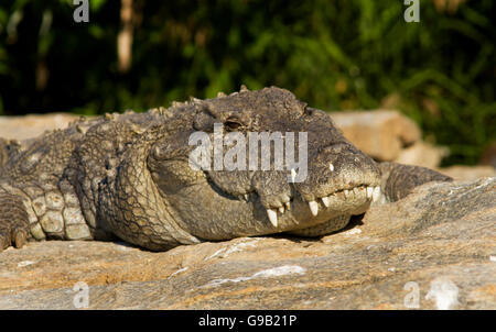 Close up of Indian voyou ou Crocodile crocodile Marais Indien au soleil Banque D'Images