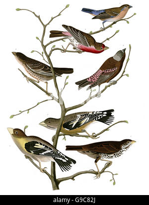 1, Passerin azuré Passerina amoena, 2 Bruant fauve, fauve Passerella iliaca, 3 chambre, Finch Carpodacus mexicanus, 4 Gros-bec errant, Banque D'Images