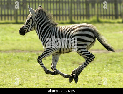 Le zébra Tanu, vieux d'une semaine, bénéficie du soleil après avoir été libéré dans son enceinte pour la première fois au parc safari Blair Drummond, près de Stirling. Banque D'Images