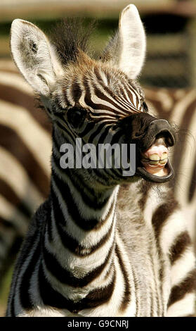 Le zébra Tanu, vieux d'une semaine, bénéficie du soleil après avoir été libéré dans son enceinte pour la première fois au parc safari Blair Drummond, près de Stirling. Banque D'Images