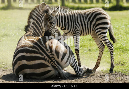 Le zébra Tanu d'une semaine (cinq en Swahili) et sa mère Dolly profitent du soleil après qu'il a été libéré dans son enceinte pour la première fois au parc de safari Blair Drummond près de Stirling. Banque D'Images