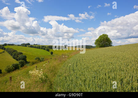 Un pittoresque paysage vallonné english channel avec la maturation d'un champ de blé sous un ciel bleu nuageux en été Banque D'Images