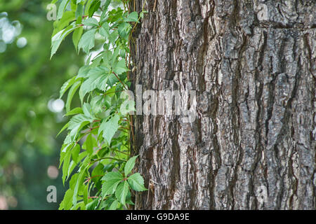 Virginia creeper feuilles vertes sur le vieux tronc d'arbre écorce de chêne Banque D'Images