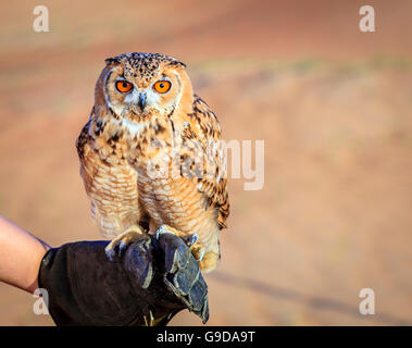 Portrait de Chouette Desert Eagle sur un gant du formateur Banque D'Images