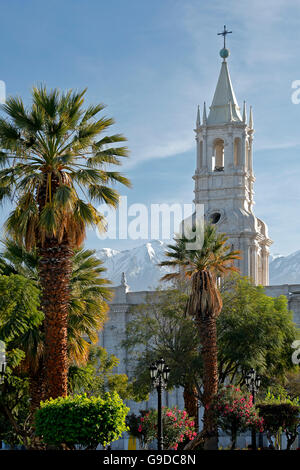 Bell Tower, Arequipa Cathedral et palm tree, Plaza de Armas, Arequipa, Pérou Banque D'Images