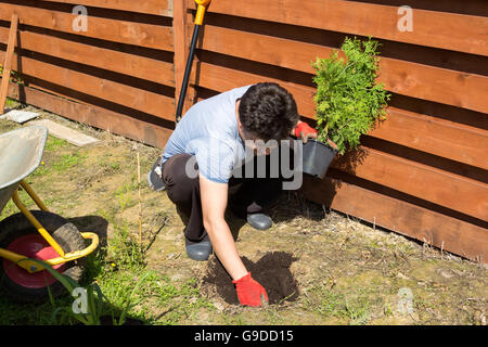 L'homme plante un thuja dans un jardin Banque D'Images