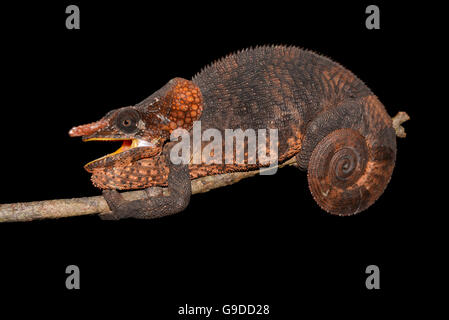 Homme short-horned chameleon (Calumma brevicornis), la forêt vierge d'Andasibe, Parc Mantadia- Andasibe-Parc National, est de Madagascar Banque D'Images