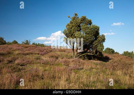 Fleurs de bruyère, Westruper Heide Nature Reserve, Parc Naturel de Hohe Mark, Münster, Rhénanie du Nord-Westphalie, PublicGround Banque D'Images