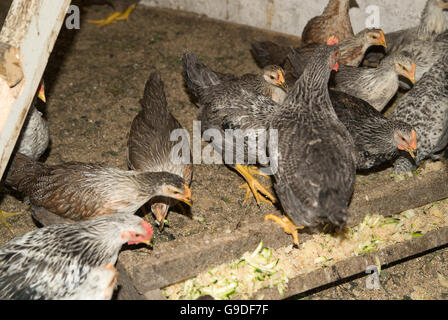 Chicks assis sur un perchoir dans la coop Banque D'Images