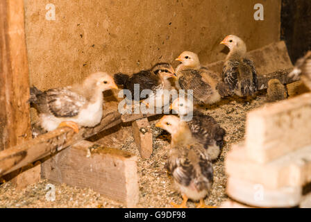 Chicks assis sur un perchoir dans la coop Banque D'Images