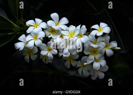 Plumeria blanc dans la nature Banque D'Images